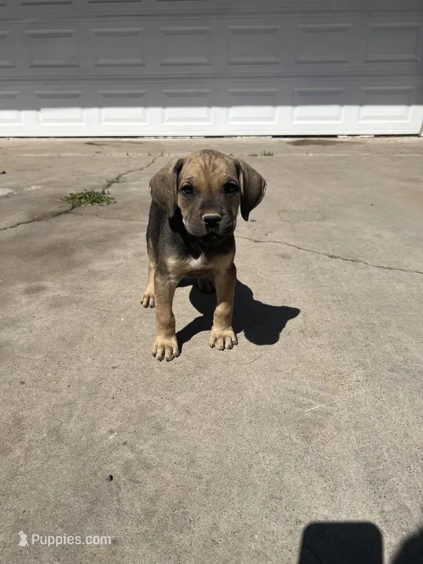 Pepper  – Cane Corso puppy for sale in Phoenix, AZ