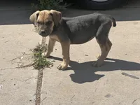 Pepper , a female Cane Corso for sale in Phoenix, AZ – Photo 4 of 4