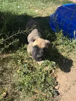 Givinchi, a male Cane Corso for sale in Phoenix, AZ – Photo 4 of 5