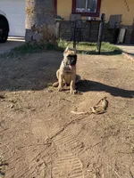 Ghost , a male Cane Corso for sale in Phoenix, AZ – Photo 5 of 5