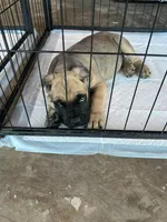 Givinchi, a male Cane Corso for sale in Phoenix, AZ – Photo 1 of 5