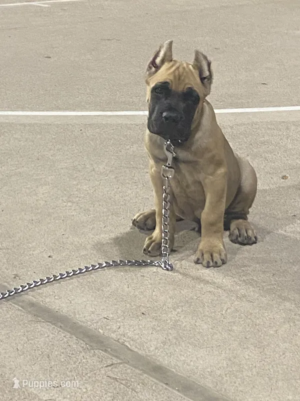Ghost  – Cane Corso puppy for sale in Phoenix, AZ
