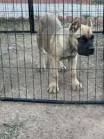 Ghost , a male Cane Corso for sale in Phoenix, AZ – Photo 3 of 5