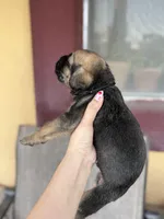 Givinchi, a male Cane Corso for sale in Phoenix, AZ – Photo 3 of 3