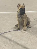 Ghost , a male Cane Corso for sale in Phoenix, AZ – Photo 2 of 5