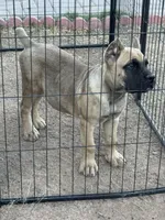 Ghost , a male Cane Corso for sale in Phoenix, AZ – Photo 4 of 5