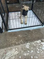 Givinchi, a male Cane Corso for sale in Phoenix, AZ – Photo 3 of 5