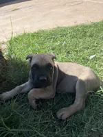 Givinchi, a male Cane Corso for sale in Phoenix, AZ – Photo 2 of 5