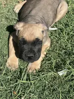 Givinchi, a male Cane Corso for sale in Phoenix, AZ – Photo 5 of 5