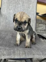 Zelda , a male Cane Corso for sale in Phoenix, AZ – Photo 2 of 3