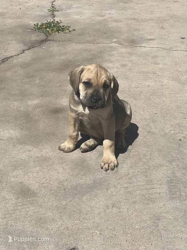 Zelda  – Cane Corso puppy for sale in Phoenix, AZ