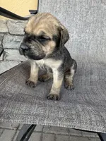 Zelda , a male Cane Corso for sale in Phoenix, AZ – Photo 1 of 3