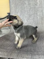 Hubert , a male Cane Corso for sale in Phoenix, AZ – Photo 2 of 3