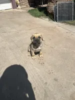 Hubert , a male Cane Corso for sale in Phoenix, AZ – Photo 3 of 3
