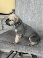 Hubert , a male Cane Corso for sale in Phoenix, AZ – Photo 3 of 3