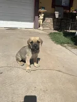 Hubert , a male Cane Corso for sale in Phoenix, AZ – Photo 2 of 3