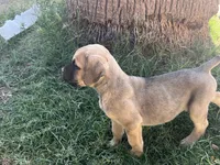 Hubert , a male Cane Corso for sale in Phoenix, AZ – Photo 1 of 3