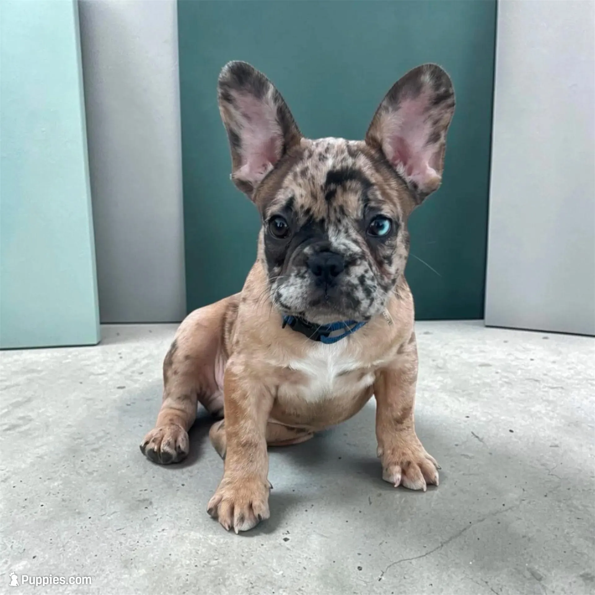 LUCKY🍀 , a male French Bulldog for sale in Phoenix, AZ – Photo 1 of 2