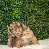 Moca lotto, a male French Bulldog for sale in Phoenix, AZ – Photo 3 of 3