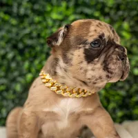 Moca lotto, a male French Bulldog for sale in Phoenix, AZ – Photo 2 of 3