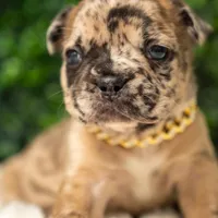Moca lotto, a male French Bulldog for sale in Phoenix, AZ – Photo 1 of 3