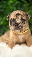 Moca lotto, a male French Bulldog for sale in Phoenix, AZ – Photo 1 of 3