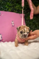 Amélie, a male French Bulldog for sale in Phoenix, AZ – Photo 2 of 7