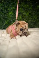 Amélie, a male French Bulldog for sale in Phoenix, AZ – Photo 5 of 7