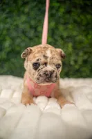 Amélie, a male French Bulldog for sale in Phoenix, AZ – Photo 4 of 7