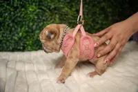 Amélie, a male French Bulldog for sale in Phoenix, AZ – Photo 6 of 7