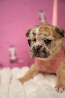 Amélie, a male French Bulldog for sale in Phoenix, AZ – Photo 7 of 7