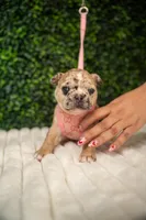Amélie, a male French Bulldog for sale in Phoenix, AZ – Photo 3 of 7