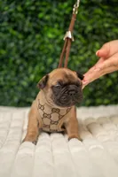 Gucci, a male French Bulldog for sale in Phoenix, AZ – Photo 3 of 5
