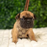 Gilbert , a male French Bulldog for sale in Phoenix, AZ – Photo 3 of 4