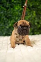 Gucci, a male French Bulldog for sale in Phoenix, AZ – Photo 2 of 5