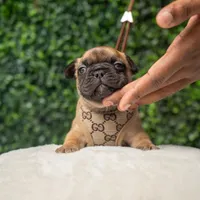 Gilbert , a male French Bulldog for sale in Phoenix, AZ – Photo 4 of 4