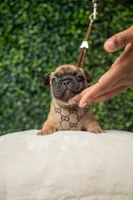 Gucci, a male French Bulldog for sale in Phoenix, AZ – Photo 5 of 5