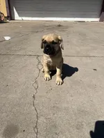 Rylo, a male Cane Corso for sale in Phoenix, AZ – Photo 3 of 4
