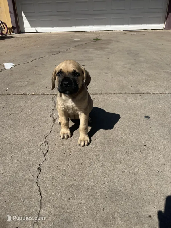 Rylo – Cane Corso puppy for sale in Phoenix, AZ