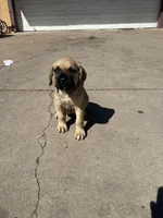 Rylo, a male Cane Corso for sale in Phoenix, AZ – Photo 1 of 4