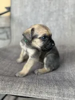 Rylo, a male Cane Corso for sale in Phoenix, AZ – Photo 2 of 3