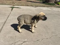 Rylo, a male Cane Corso for sale in Phoenix, AZ – Photo 4 of 4