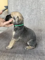 Rylo, a male Cane Corso for sale in Phoenix, AZ – Photo 3 of 3