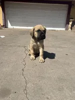 Rylo, a male Cane Corso for sale in Phoenix, AZ – Photo 2 of 4