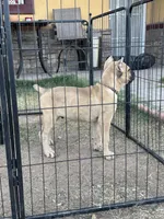 Max, a male Cane Corso for sale in Phoenix, AZ – Photo 2 of 4