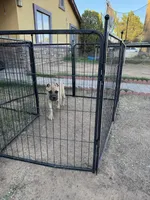 Max, a male Cane Corso for sale in Phoenix, AZ – Photo 4 of 4