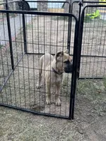Max, a male Cane Corso for sale in Phoenix, AZ – Photo 3 of 4