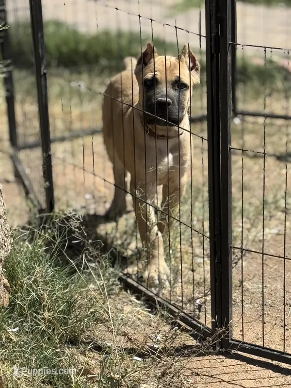 Max – Cane Corso puppy for sale in Phoenix, AZ