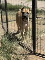 Max, a male Cane Corso for sale in Phoenix, AZ – Photo 1 of 4