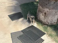 Berkley, a male Cane Corso for sale in Phoenix, AZ – Photo 2 of 5